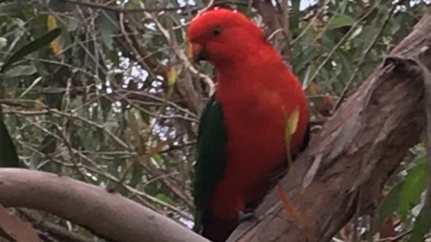 Rhonda has been spotting more birds and flowers.