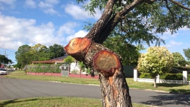 A tree on Hickory Street at Inala that was cut back by Energex contractors 
