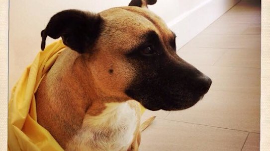 Bourke Shire Council said its pound’s holding pens were at capacity and had to kill the dogs.