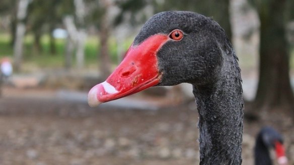 Black swans are highly susceptible to bird flu.