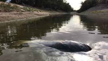 Murray cod and other fish are turning up dead in the Menindee Weir Pool on the Darling River as authorities warn of a fourth mass fish kill in the region.