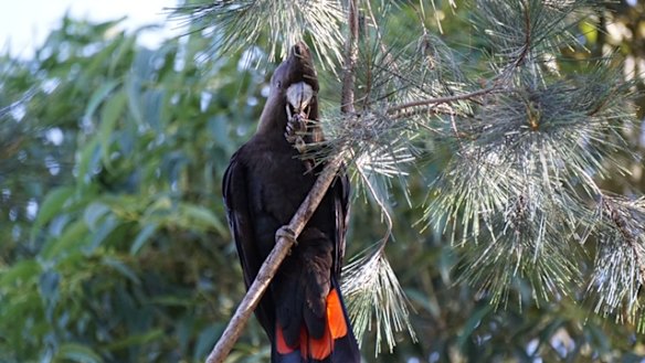 A rare Glossy Black Cockatoo, spotted on the fringes of Melbourne for the first time in 150 years. 