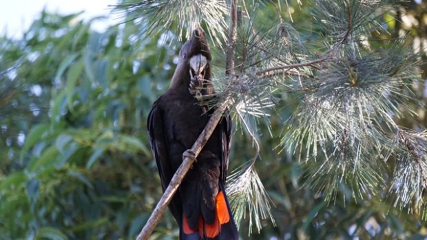 A rare Glossy Black Cockatoo, spotted on the fringes of Melbourne for the first time in 150 years. 