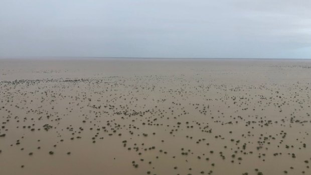 The severe flooding that hit north west Queensland cattle producers has now largely receded.