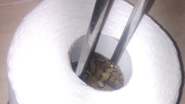 A juvenile python was hiding inside a family's bathroom toilet roll holder, at a property in Wellington point on Sunday night.