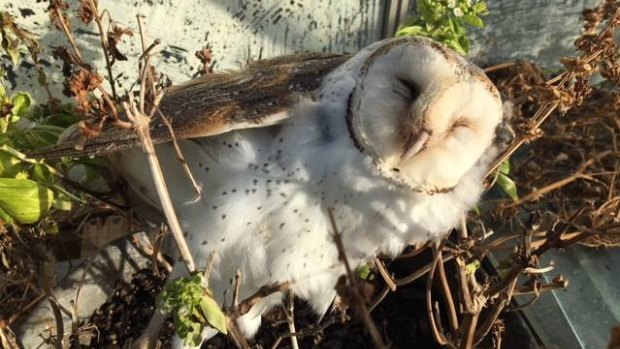A dead owl found by landowners near Gormans Road in Killarney.