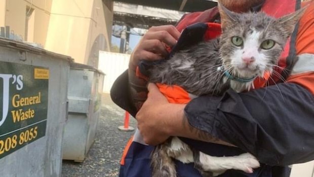 Bandit the cat was rescued from the Brisbane River by eagle-eyed contractors working on the Indooroopilly Riverwalk.