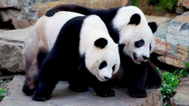 Pandas at Adelaide zoo: Fu Ni on the left, Wang Wang on the right.
