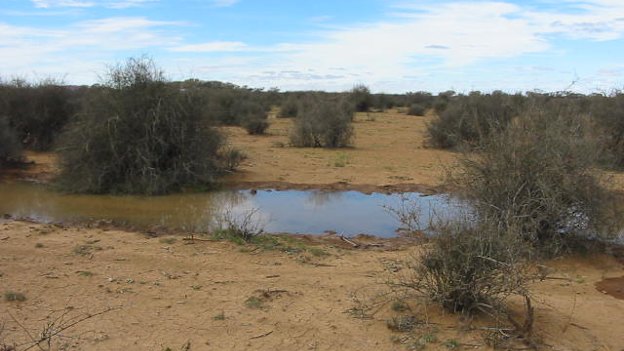 Wooleen in 2004: no perennial grass, no production, no protection for the soil or native fauna.