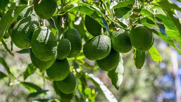 The overseas worker died while trimming avocado trees. 
