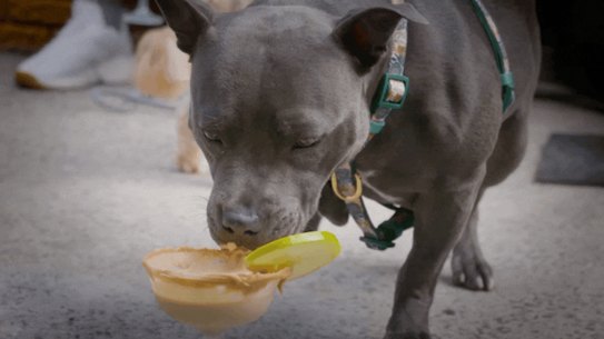 One lucky dog enjoys a raw food treat.