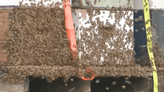 ‘Quite the scene’: Five million bees fall off truck near Toronto