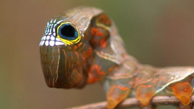 A larvae from an endangered pink underwing moth has been located in Lamington National Park after the 2019-20 bushfires.
