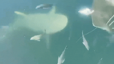 Why this is the most dangerous time to swim in Sydney