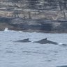 Entangled humpback whale calf freed off the coast of Sydney