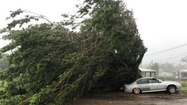 Trees were blown down as Cyclone Trevor crossed far north Queensland in March 2019.