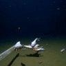 Scientists break record for deepest fish ever caught on camera