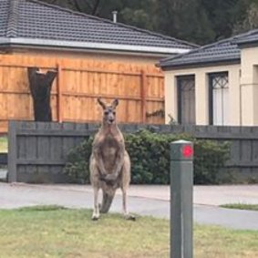 The kangaroos are often seen near local streets.