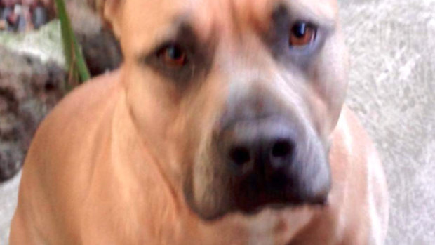 American Staffordshire terrier Junior killed his owner's father in Mill Park on Wednesday night.
