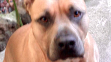 The dog, named Junior, believed responsible for the attack.