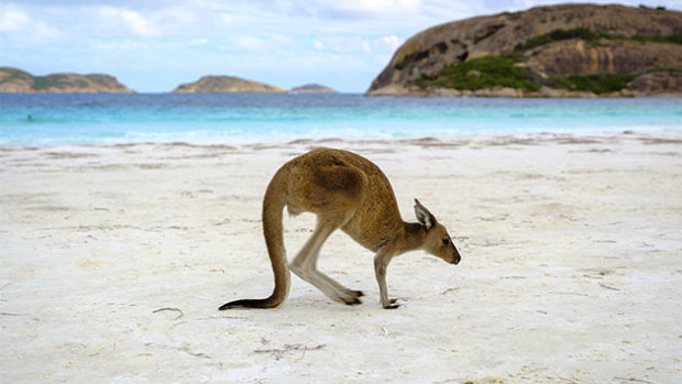 Lucky Bay in Cape Le Grand National Park 