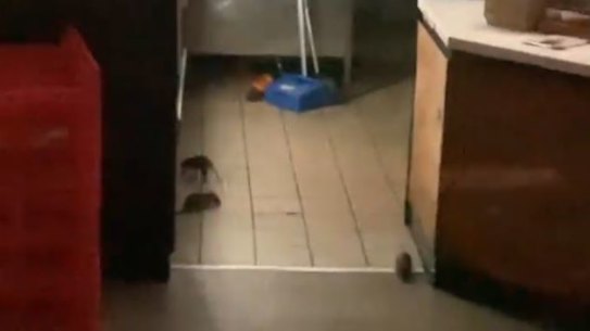 A video shows rats scurrying in the Oporto restaurant in Broadway. 