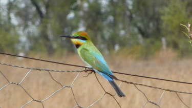 Test For Palmer S Galilee Basin Mine As Conservationists Question