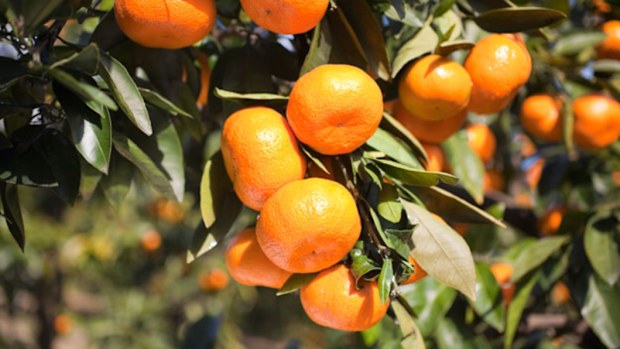 Imperial mandarin shortage: Why Australia’s favourite winter fruit is ...
