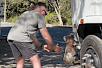 Queensland bloke carries stranded koala to safety