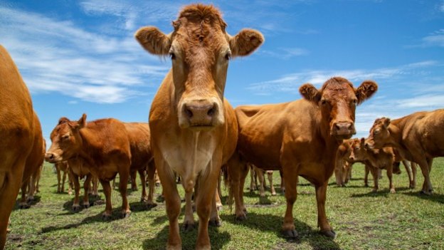 Buying grass-fed meat at a butcher or farmer’s market costs more. But Australians are spending less of their incomes on food now than they ever have in the past.