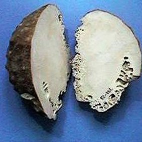 Cross-sections of the cryptic sponges were used to approximate global temperatures going back to 1700.