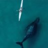 Whale swims with kayaker on a morning paddle in Sydney
