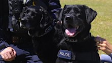 AFP sniffer dogs Georgia and Cassie retire after solving major Australian crimes