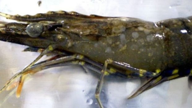 A green prawn with white spot disease.