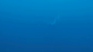 Divers capture ‘insane’ rare footage of great whit