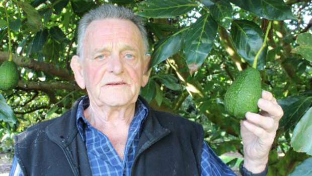 Kaikohe avocado farmer Graeme Burgess had 115 trees stripped of fruit by thieves.