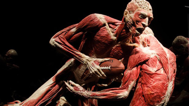 Human bodies in all their glory will go on show in Melbourne next month.