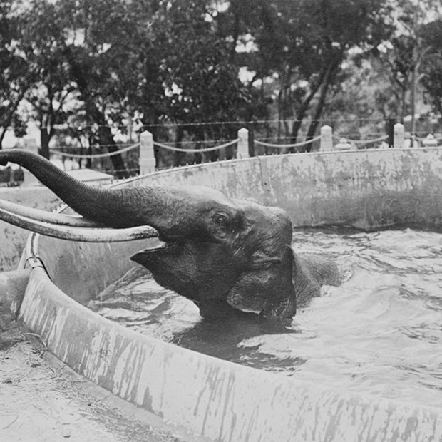 Dundri in the elephant house bath at Taronga Zoo in February 1917.