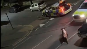 The footage shared on social media showing  a Surrey Police Ford Ranger to try to control the calf, a 10-month-old called Beau Lucy, after it escaped from a farm.