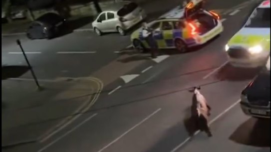 The footage shared on social media showing  a Surrey Police Ford Ranger to try to control the calf, a 10-month-old called Beau Lucy, after it escaped from a farm.