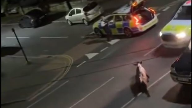 ‘It’s disgusting’: Animal-loving Brits outraged after officer uses police car to knock down cow