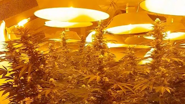Almost 600 cannabis plants worth  $1,485,000 and 64 kilograms of dried cannabis valued at $426,383 were seized during police raids on the Gold Coast.