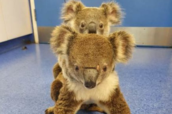 The injured koala mother “Fluffy” and its joey at the RSPCA Wildlife Hospital.