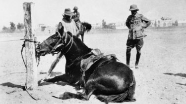Captain Andrew Barton ‘Banjo’ Paterson (Right) of 2nd Remounts, Australian Imperial Force in Egypt. 