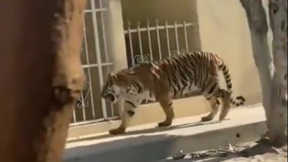 Monkey shot, tiger roams streets as toll mounts for cartels’ exotic pets