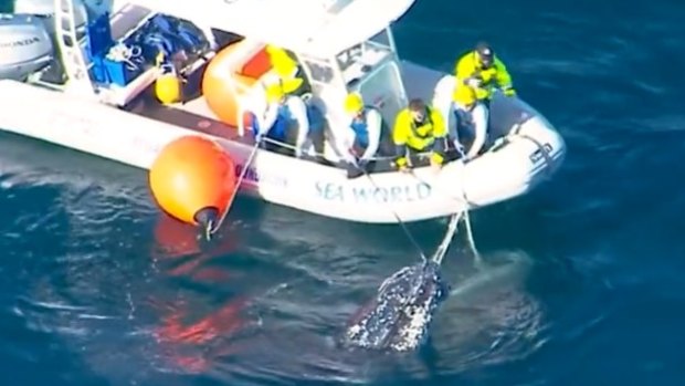 Fifth whale trapped in Queensland shark nets sparks debate