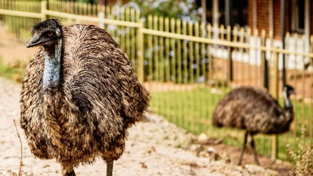One of Parkerville tavern's main attractions is its emus.