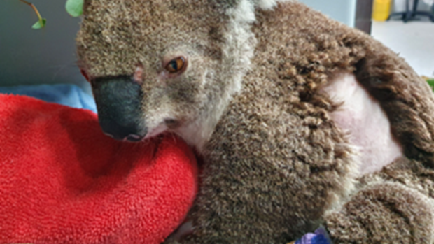 Fluffy the koala recovering from her operation to repair crushed ribs.