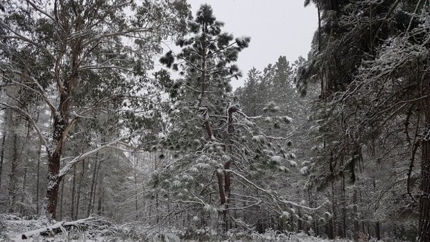 Snow covers the Mexican pine at the Bendora Arboretum about 8.45am on Sunday.