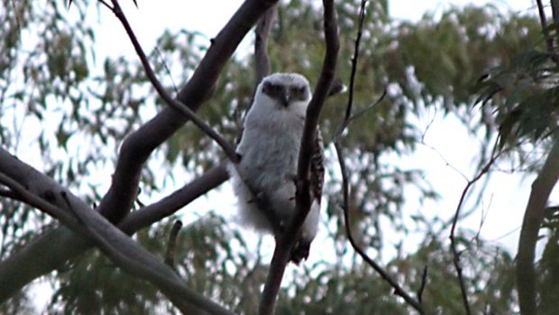 The Powerful Owl chick waits for its parents to return.